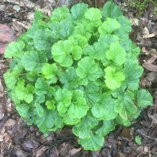 Attēlu rezultāti vaicājumam “Geum rivale leaf”
