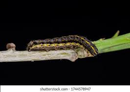 Attēlu rezultāti vaicājumam “Orthosia miniosa imago”