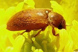 Attēlu rezultāti vaicājumam “Byturidae”