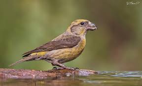 Image result for Loxia curvirostra