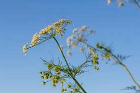 Attēlu rezultāti vaicājumam “Carum carvi flower”