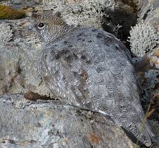 Image result for Lagopus muta