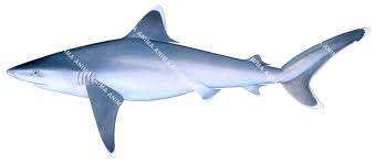 Image result for Carcharhinus albimarginatus