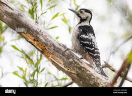 Attēlu rezultāti vaicājumam “Dendrocopos leucotos male”