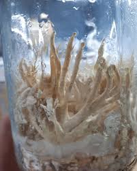 Attēlu rezultāti vaicājumam “Cordyceps farinosa”