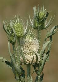 Image result for Dipsacus laciniatus