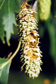 Attēlu rezultāti vaicājumam “Betula pendula flower”