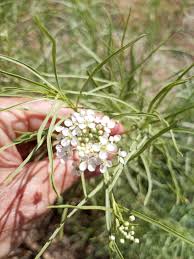 Attēlu rezultāti vaicājumam “Diderma montanum stalked”