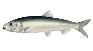 Image result for Clupea pallasii