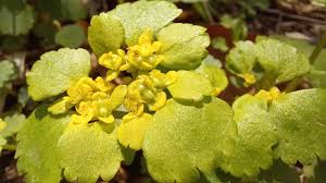 Attēlu rezultāti vaicājumam “Chrysosplenium alternifolium fruit”