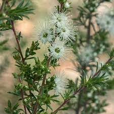 Attēlu rezultāti vaicājumam “Trichia ambigua”