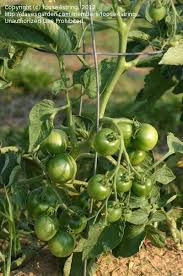 Afbeeldingsresultaat voor bloody butcher tomato