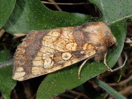 Attēlu rezultāti vaicājumam “Gortyna flavago”