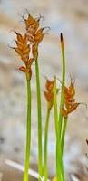 Attēlu rezultāti vaicājumam “Carex dioica male flower”