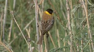 Image result for Emberiza melanocephala