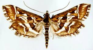 Attēlu rezultāti vaicājumam “Diasemia reticularis”