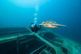 Image result for Exe To Sea Diving