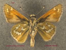 Attēlu rezultāti vaicājumam “Hesperia comma male”