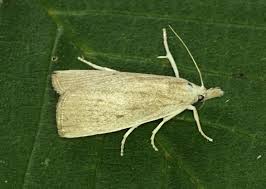 Attēlu rezultāti vaicājumam “Calamotropha paludella”