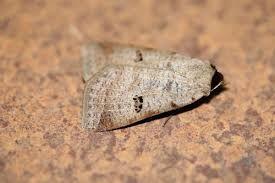 Attēlu rezultāti vaicājumam “Lygephila viciae”