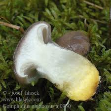 Attēlu rezultāti vaicājumam “Gomphidius glutinosus”