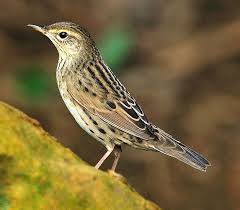 Image result for Locustella lanceolata