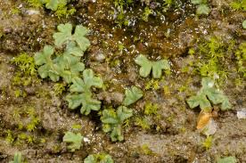 Attēlu rezultāti vaicājumam “Riccia canaliculata”