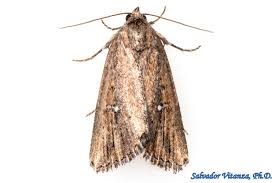 Attēlu rezultāti vaicājumam “Noctuidae”