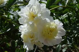 Attēlu rezultāti vaicājumam “Paeonia lactiflora”