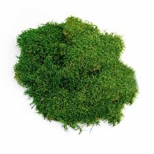 Attēlu rezultāti vaicājumam “moss”