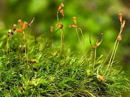 Attēlu rezultāti vaicājumam “Dicranella varia”