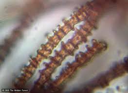 Attēlu rezultāti vaicājumam “Arcyria incarnata spores”