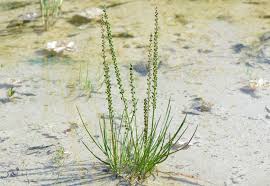 Attēlu rezultāti vaicājumam “Triglochin palustre fruit”