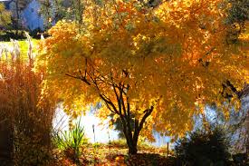 Image result for Acer palmatum `Orange Dream`