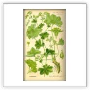 Attēlu rezultāti vaicājumam “Alchemilla vulgaris aggr. leaf”