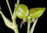 Attēlu rezultāti vaicājumam “Scheuchzeria palustris fruit”