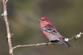 Image result for Pinicola enucleator