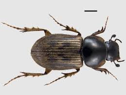 Attēlu rezultāti vaicājumam “Aphodius subterraneus imago”