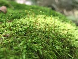 Attēlu rezultāti vaicājumam “moss”