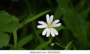 Attēlu rezultāti vaicājumam “Stellaria palustris leaf”