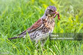 Attēlu rezultāti vaicājumam “Turdus pilaris”