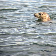 Image result for Apneists UK