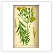 Attēlu rezultāti vaicājumam “Hieracium umbellatum bud”