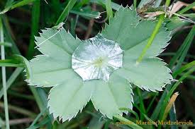 Attēlu rezultāti vaicājumam “Alchemilla vulgaris aggr. bud”