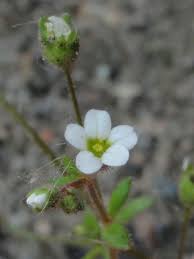 Attēlu rezultāti vaicājumam “Saxifraga tridactylites flower”