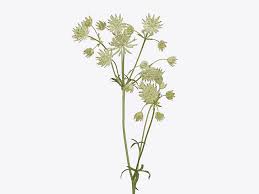 Image result for Astrantia majon `Abbey Road`