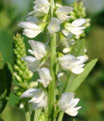 Attēlu rezultāti vaicājumam “Melilotus albus flower”