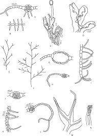 Attēlu rezultāti vaicājumam “Nowellia curvifolia sporophyte”