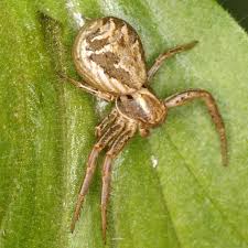 Attēlu rezultāti vaicājumam “Xysticus bifasciatus female”