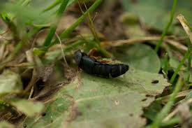 Attēlu rezultāti vaicājumam “Platydracus fulvipes”